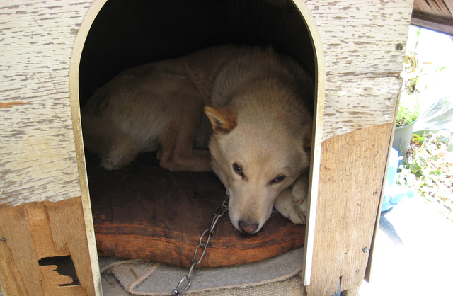 犬小屋の中にいる犬