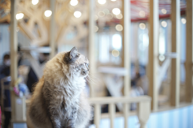 猫カフェの猫