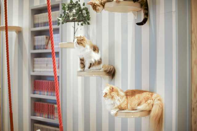 猫カフェの猫たち