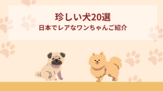 珍しい犬20選！日本でレアなワンちゃんを小型犬と中・大型犬に分けてご紹介！