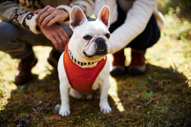 白いフレンチブルドッグ