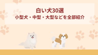 白い犬30選！小型犬・中型・大型・日本生まれ・もふもふを全部紹介