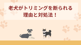 老犬がトリミングを断られる理由と対処法！セルフカットで必要な道具