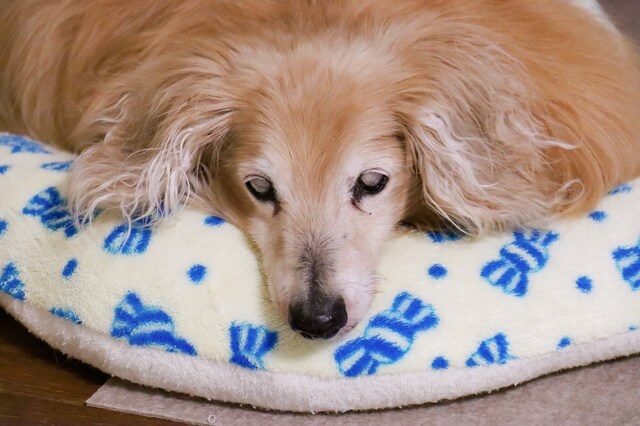 老犬のミニチュアダックスフンド