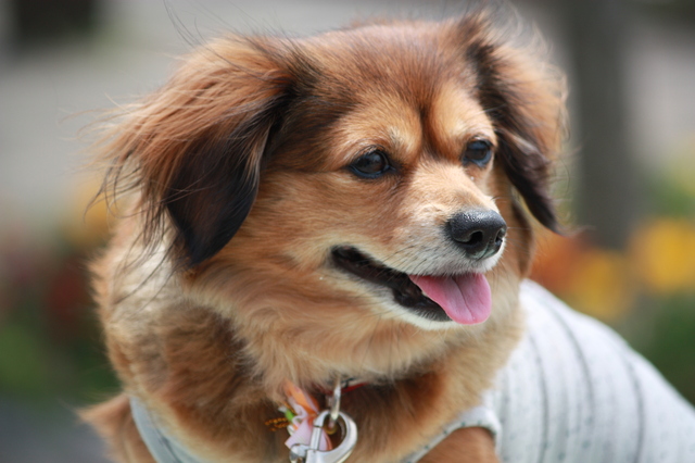 舌を出すチワックス