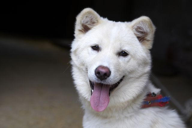 舌を出す珍島犬