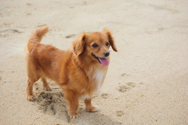 茶色いチワックス