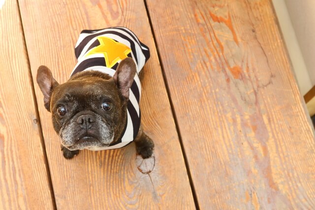 見上げるフレンチブルドッグ