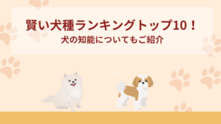 賢い犬種ランキングトップ10！犬の知能についてもご紹介！