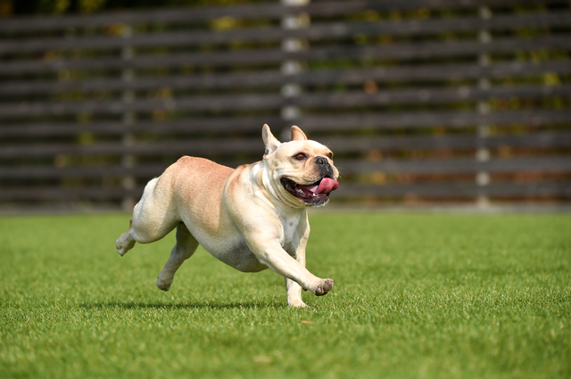 走るフレンチブルドッグ