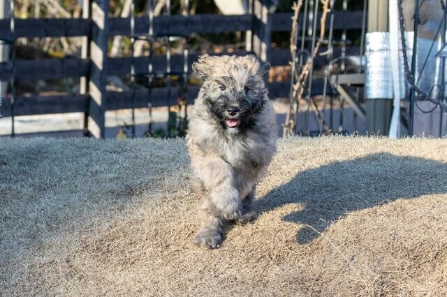 走るブービエ・デ・フランダース