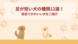 足が短い犬の種類12選！短足でかわいい犬をご紹介！