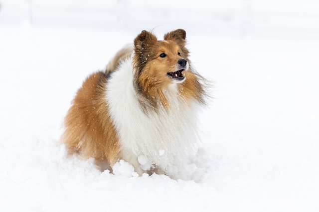 雪の中にいるシェルティ
