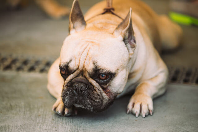 震えているブルドッグ