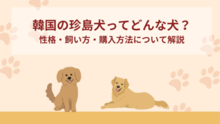 韓国の珍島犬（ちんどけん）ってどんな犬？性格・飼い方・購入方法について解説