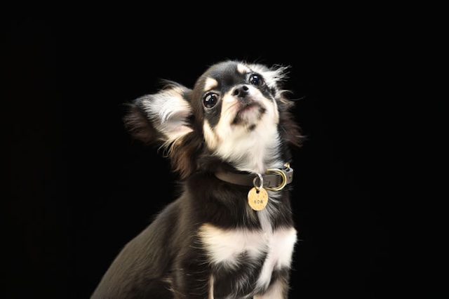 首輪をつけたチワワ