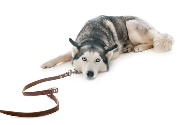 首輪を繋がれたハスキー