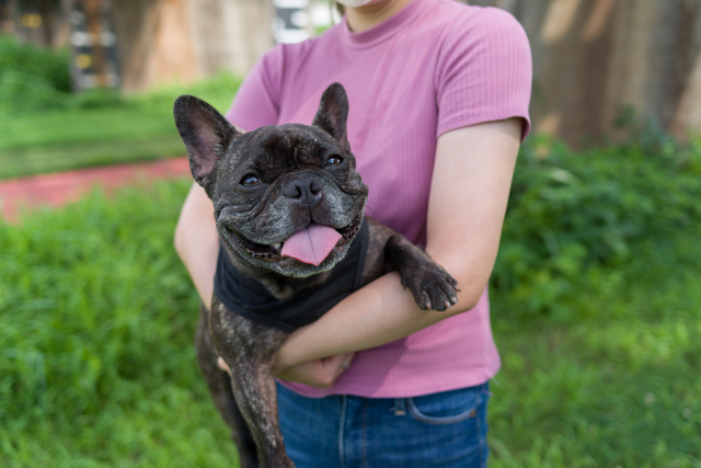 黒いフレンチブルドッグ