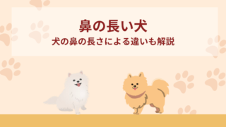 鼻の長い犬10選！犬の鼻の長さによる違いもご紹介