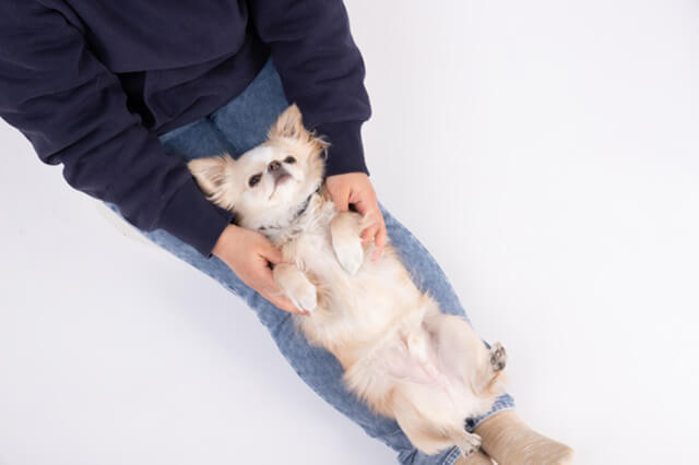 お腹を見せるチワワ