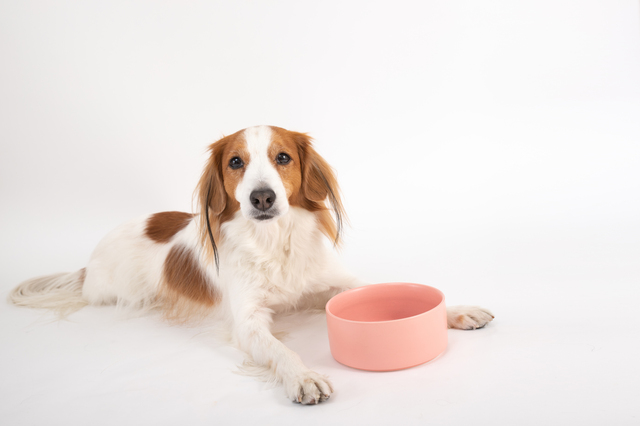 コーイケルホンディエ