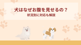 犬はなぜお腹を見せるの？状況別に対応も解説！