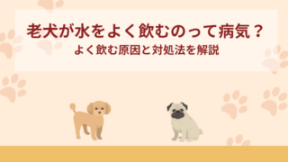 老犬が水をよく飲むのって病気？よく飲む原因と対処法を解説
