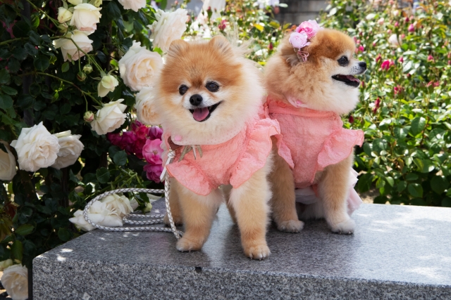 犬　うんち　多い