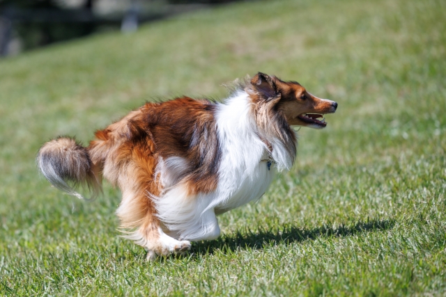 犬　うんち　多い