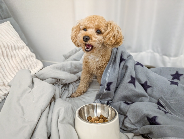 安いドッグフード　だめ