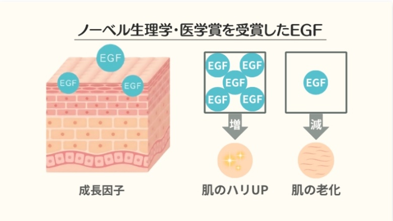 ミラネストゼリー_EGF