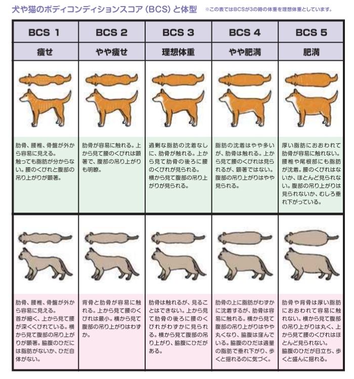 ボディコンディションスコア（BCS）