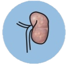 腎臓病の進行ステージ2