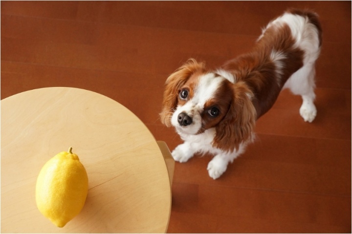 ナチュロル_安定・持続型ビタミンC