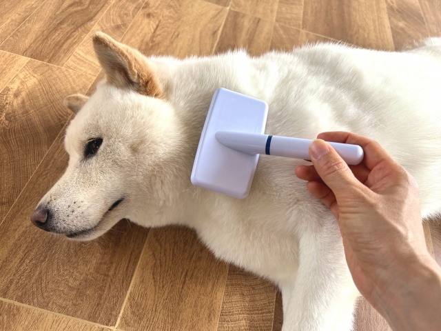 犬_ブラッシング