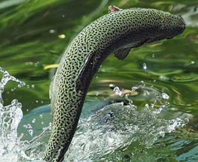 プラペドッグフード_ウィルトシャー州産トラウト