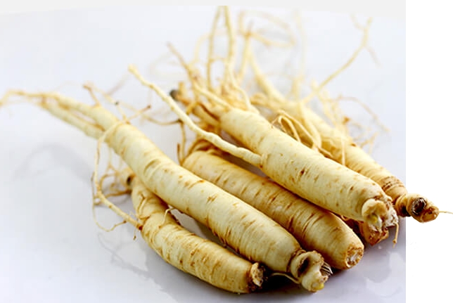 エッセンシャルドッグフード_朝鮮人参