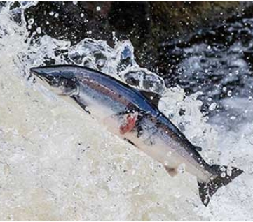 プラペドッグフード_スコットランドサーモン