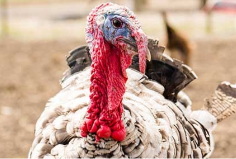 プラペドッグフード_バークシャー産フリーレンジターキー