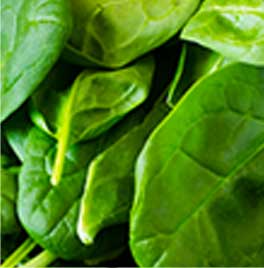 プラペドッグフード_ホウレンソウ