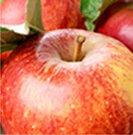 プラペドッグフード_リンゴ