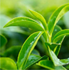 プラペドッグフード_緑茶